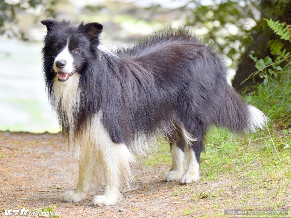 边境牧羊犬