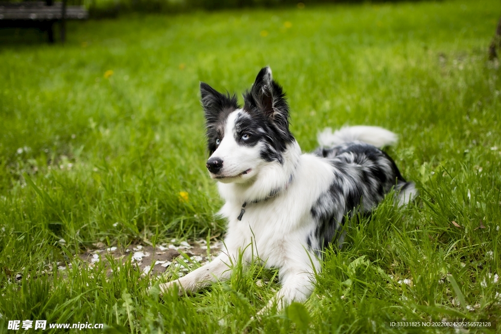 边境牧羊犬