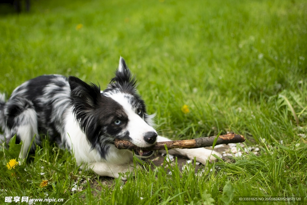 边境牧羊犬
