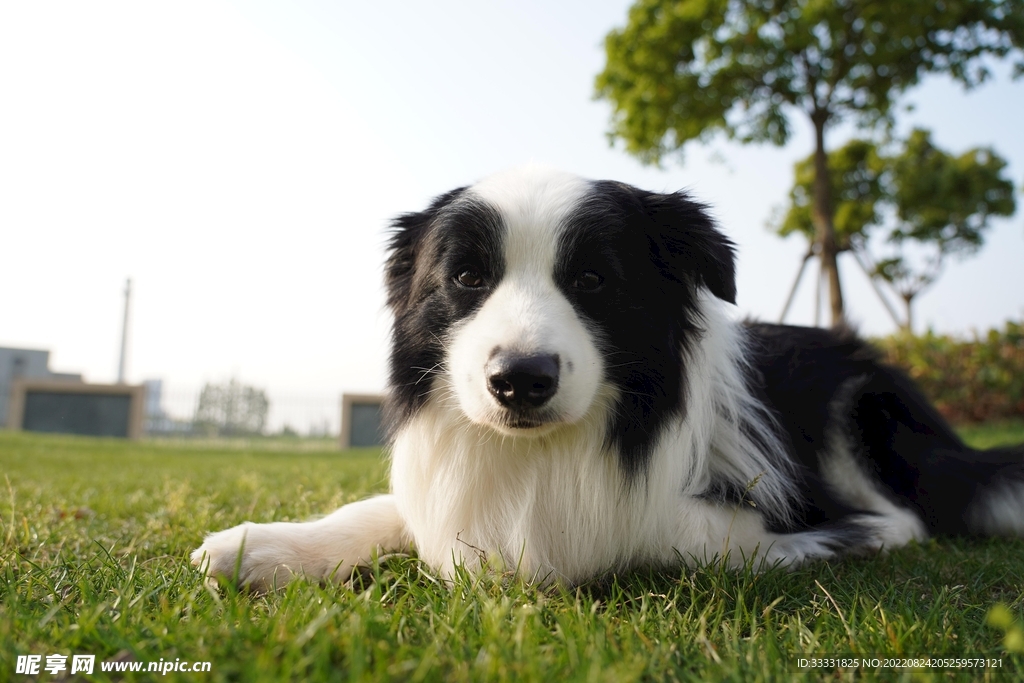 边境牧羊犬