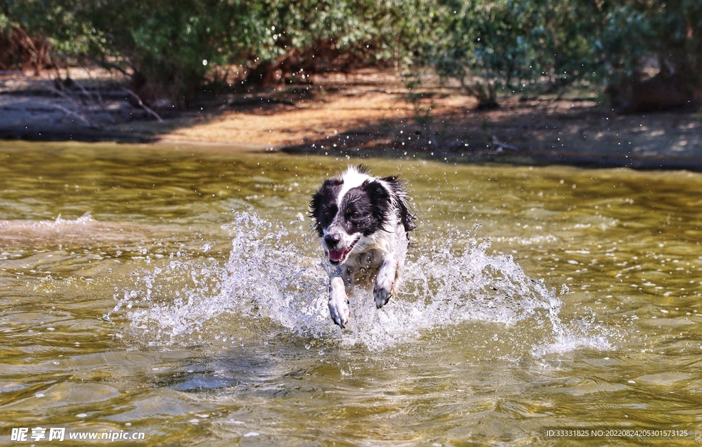 边境牧羊犬