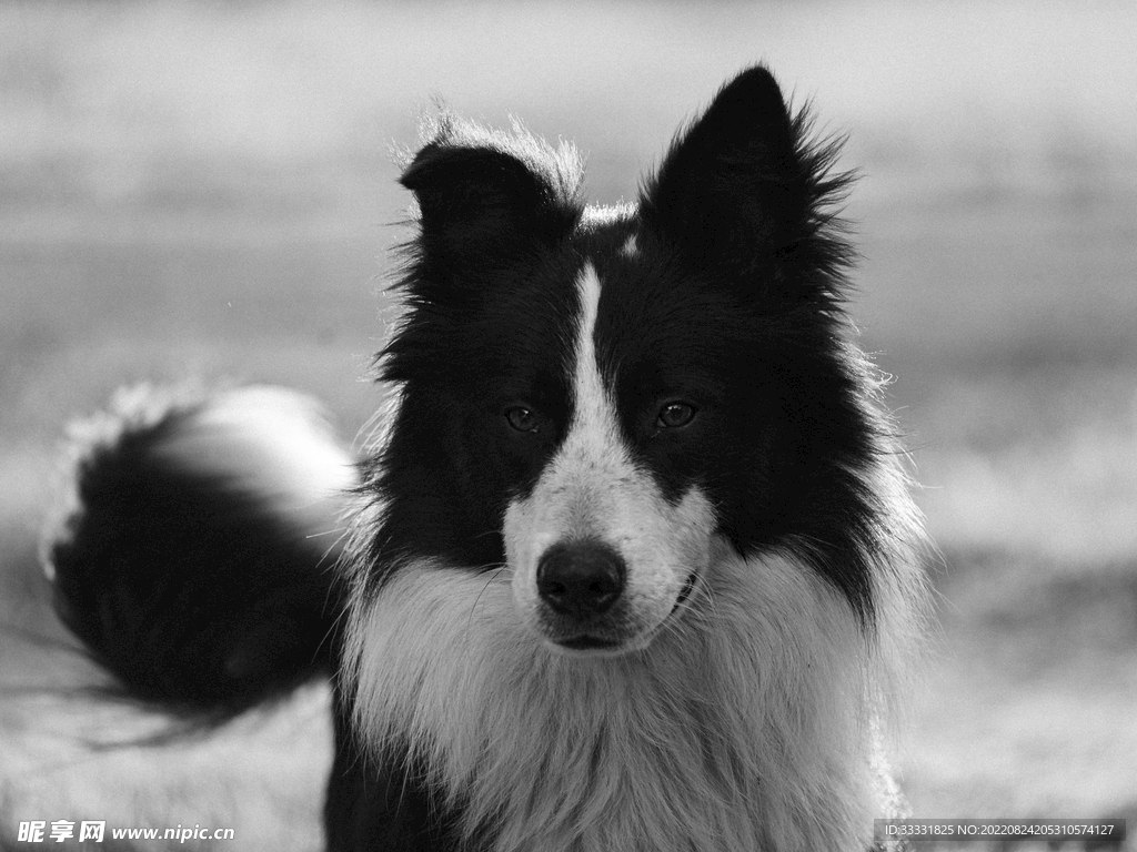 边境牧羊犬