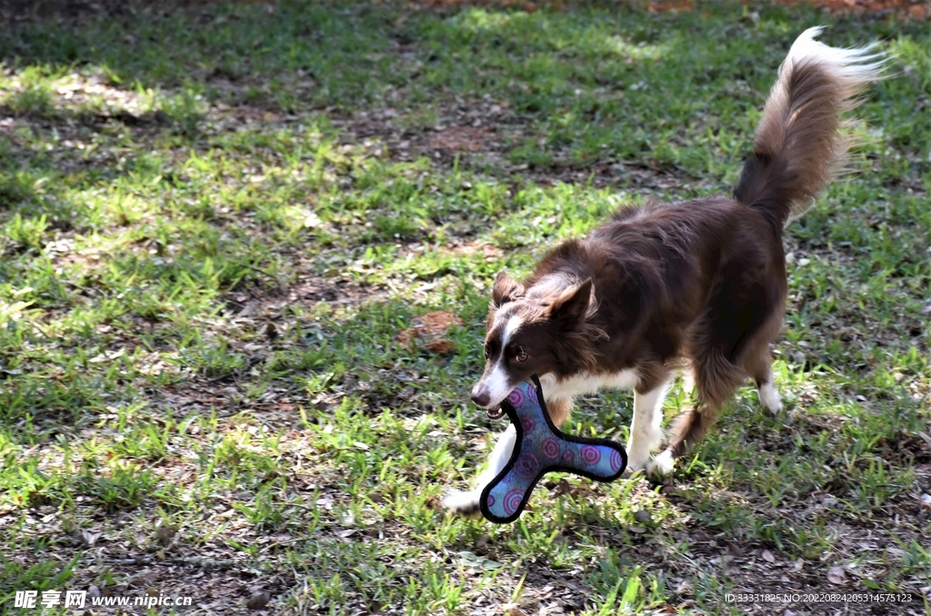 边境牧羊犬