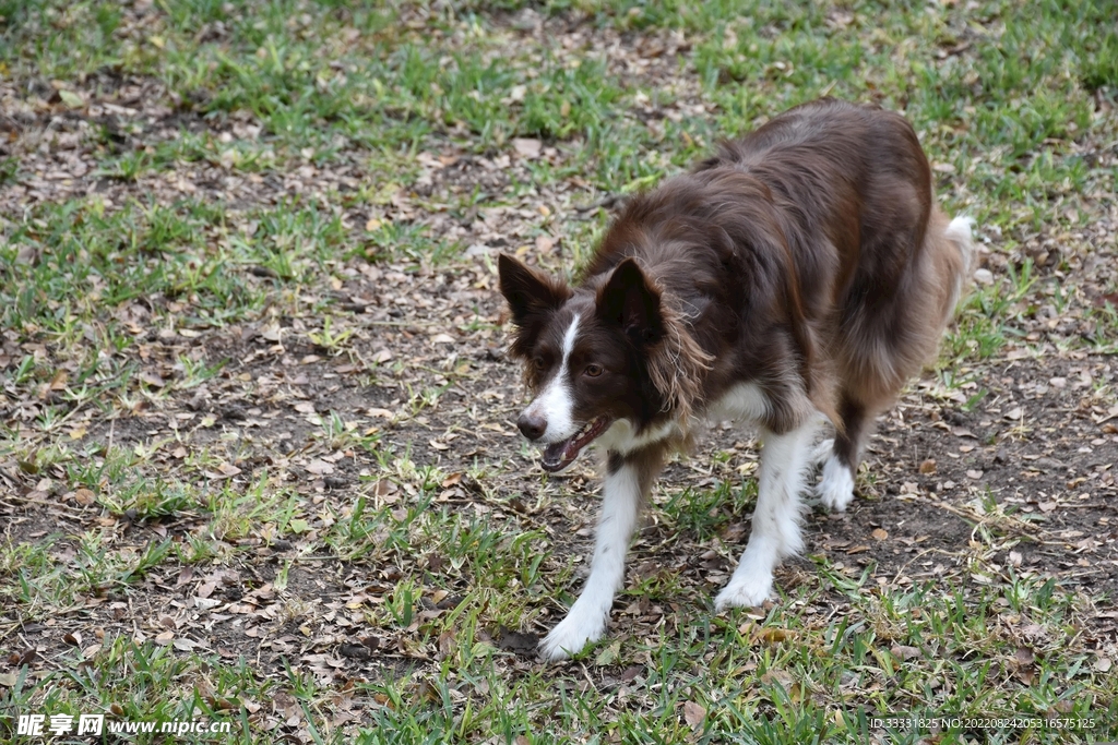 边境牧羊犬