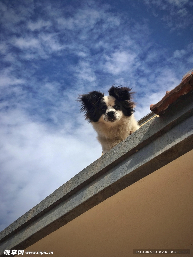 边境牧羊犬