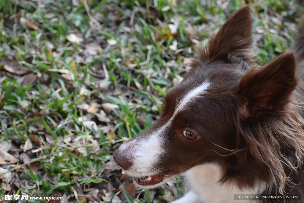 边境牧羊犬