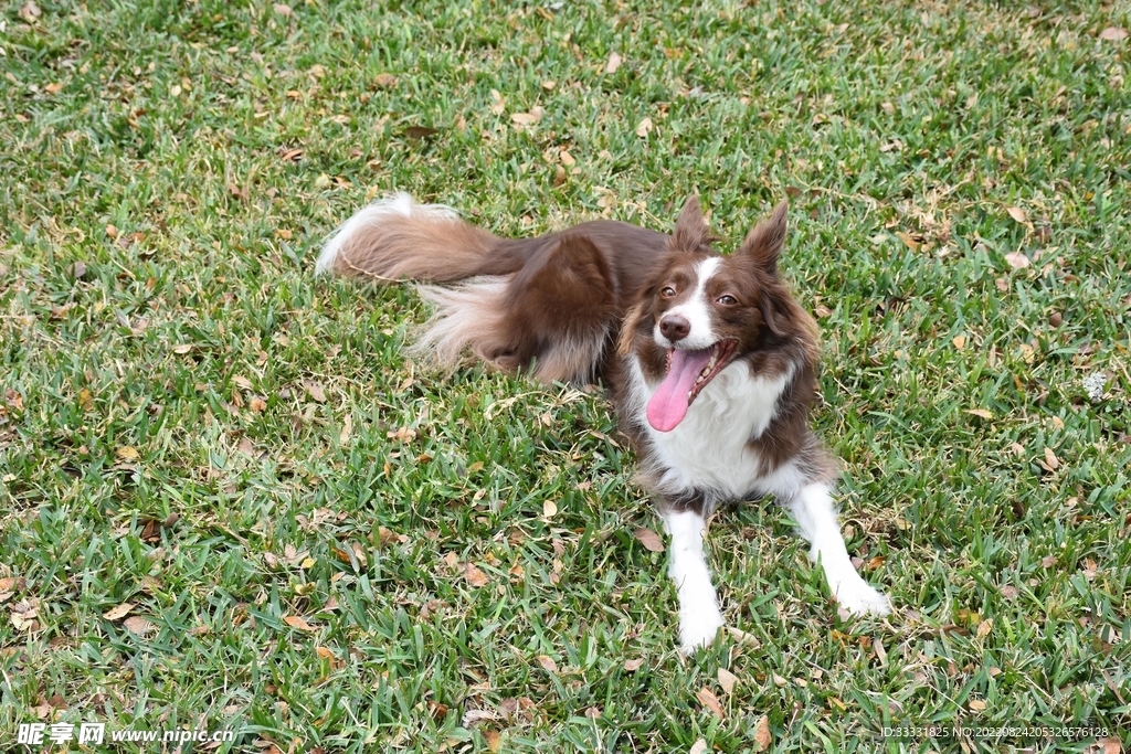 边境牧羊犬