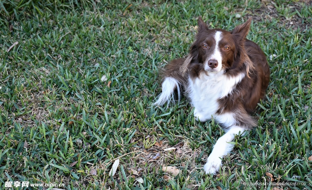 边境牧羊犬