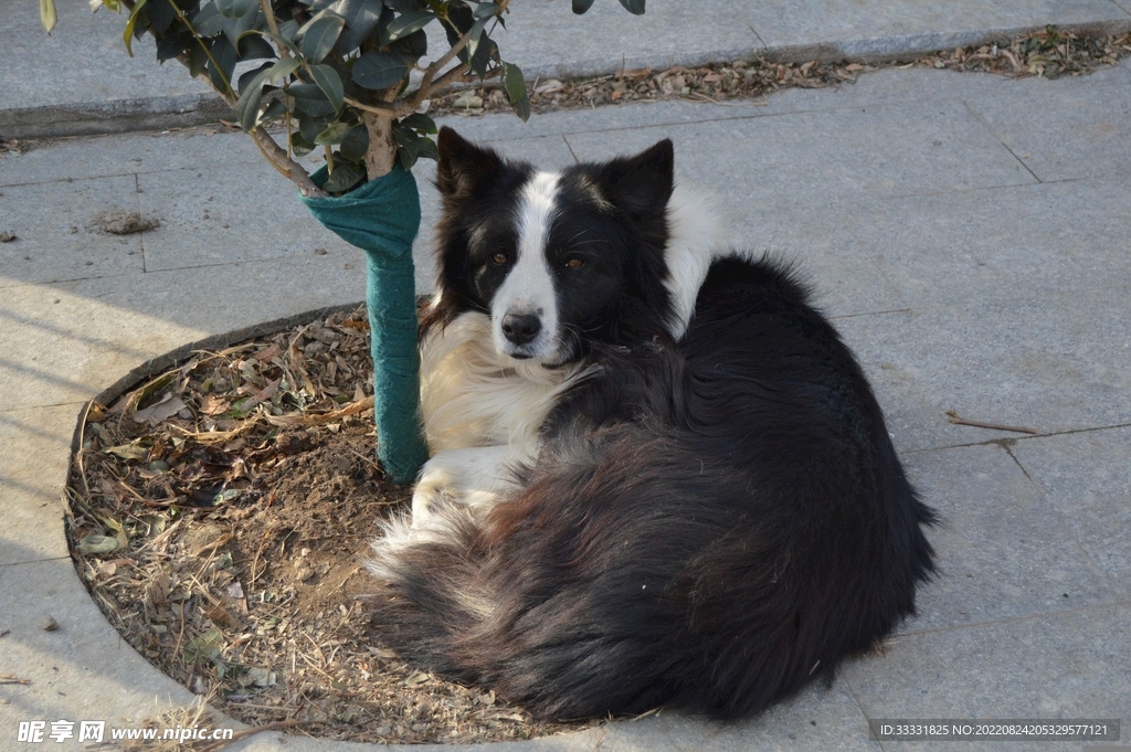边境牧羊犬