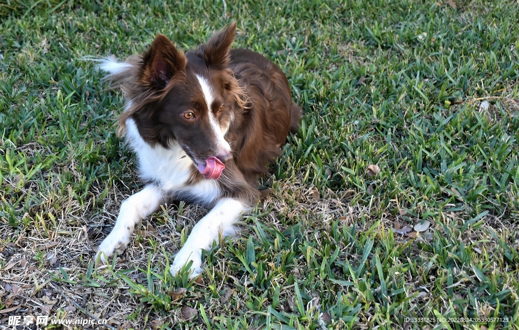 边境牧羊犬