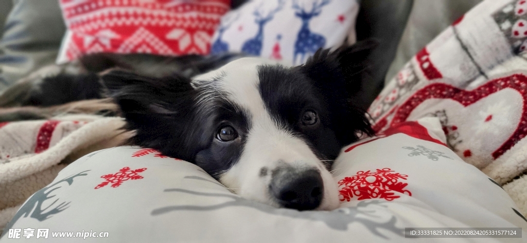 边境牧羊犬