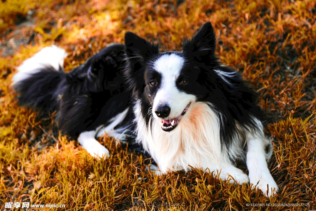 边境牧羊犬
