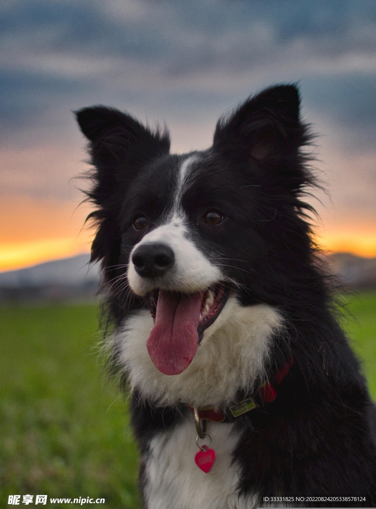边境牧羊犬