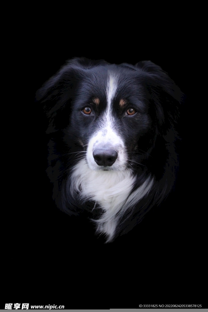 边境牧羊犬