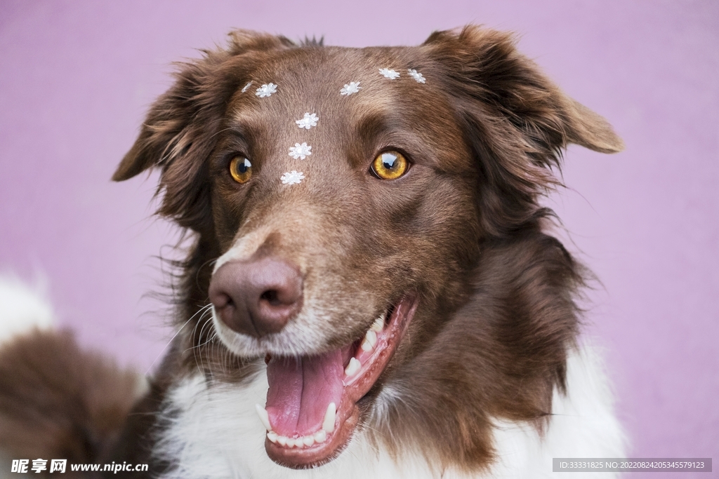 边境牧羊犬