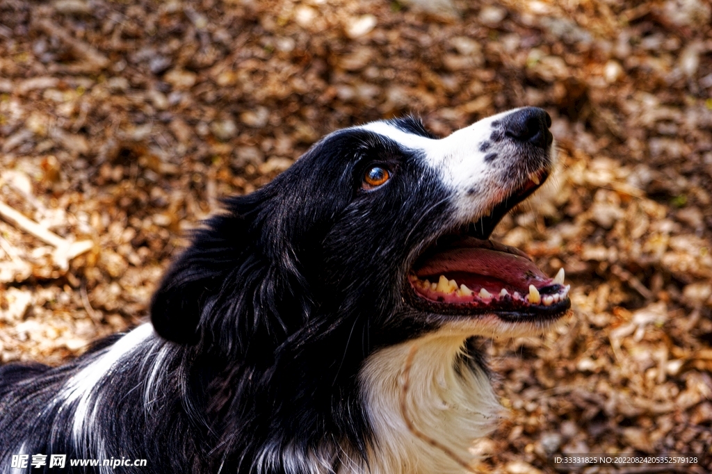 边境牧羊犬
