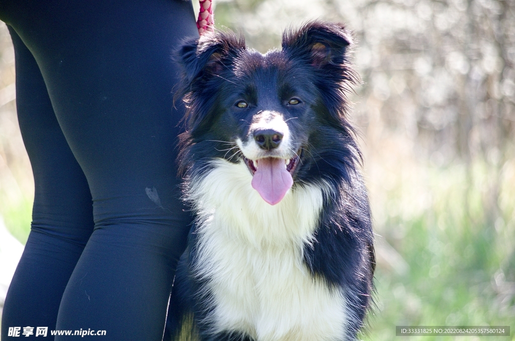 边境牧羊犬