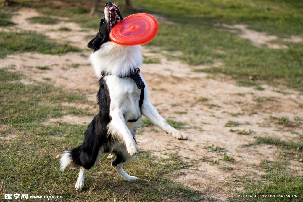 边境牧羊犬