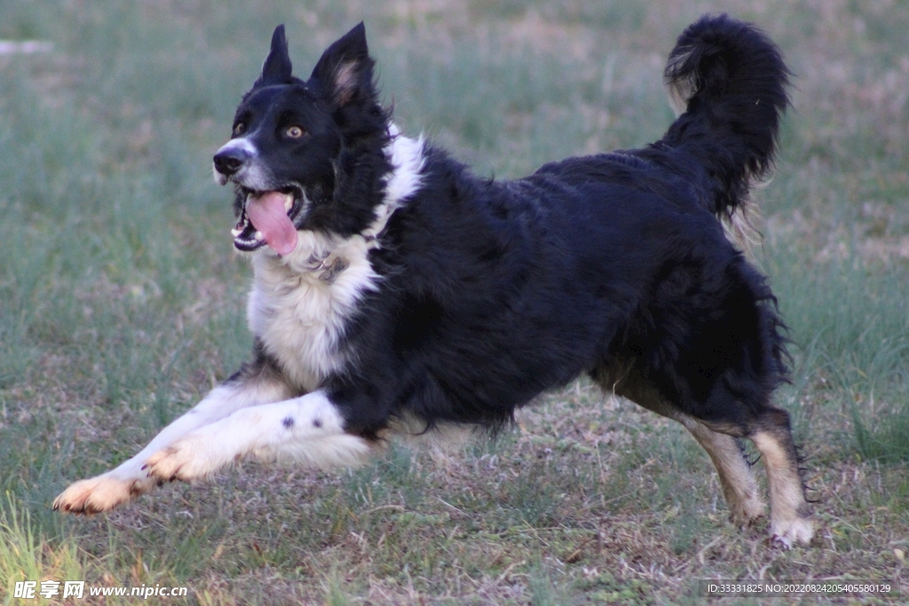 边境牧羊犬