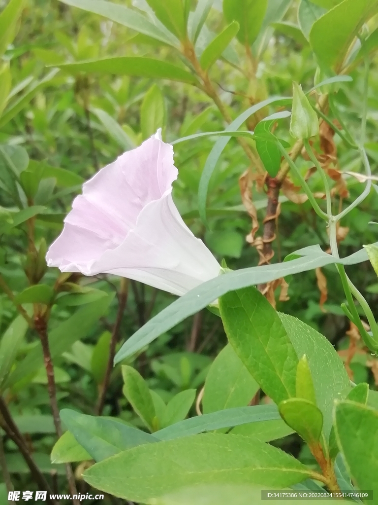 牵牛花