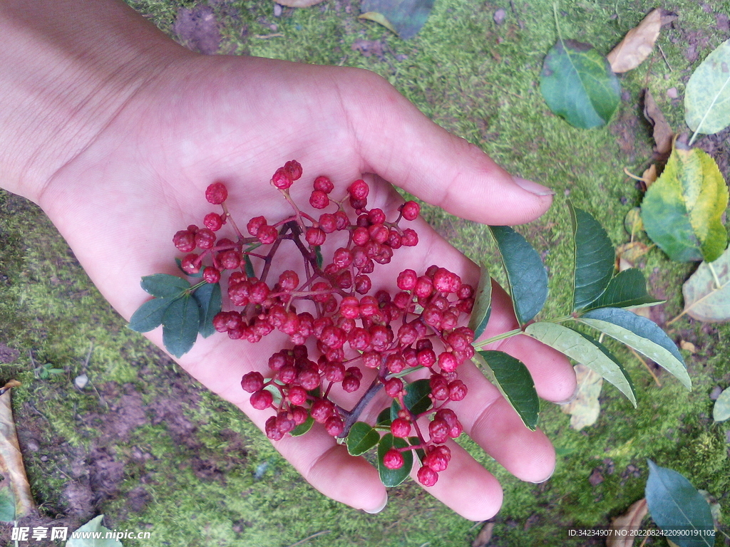 汉源花椒红花椒