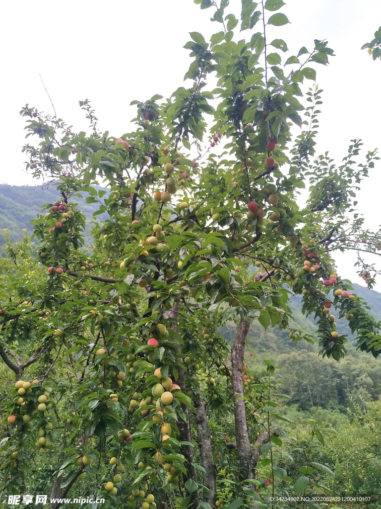 宜东镇山村蜜李