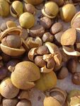 油茶
