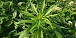 小蓬草