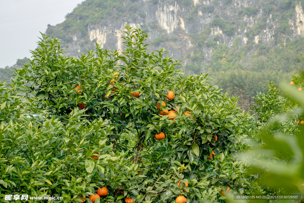 沃柑 果园基地 水果摄影 果林