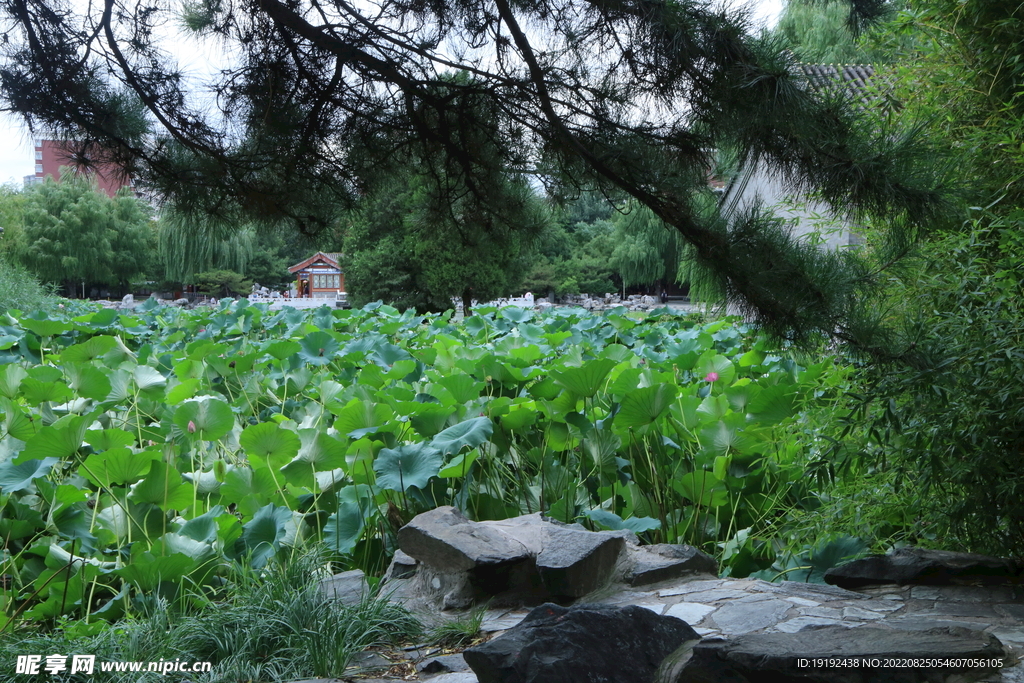 荷塘风景