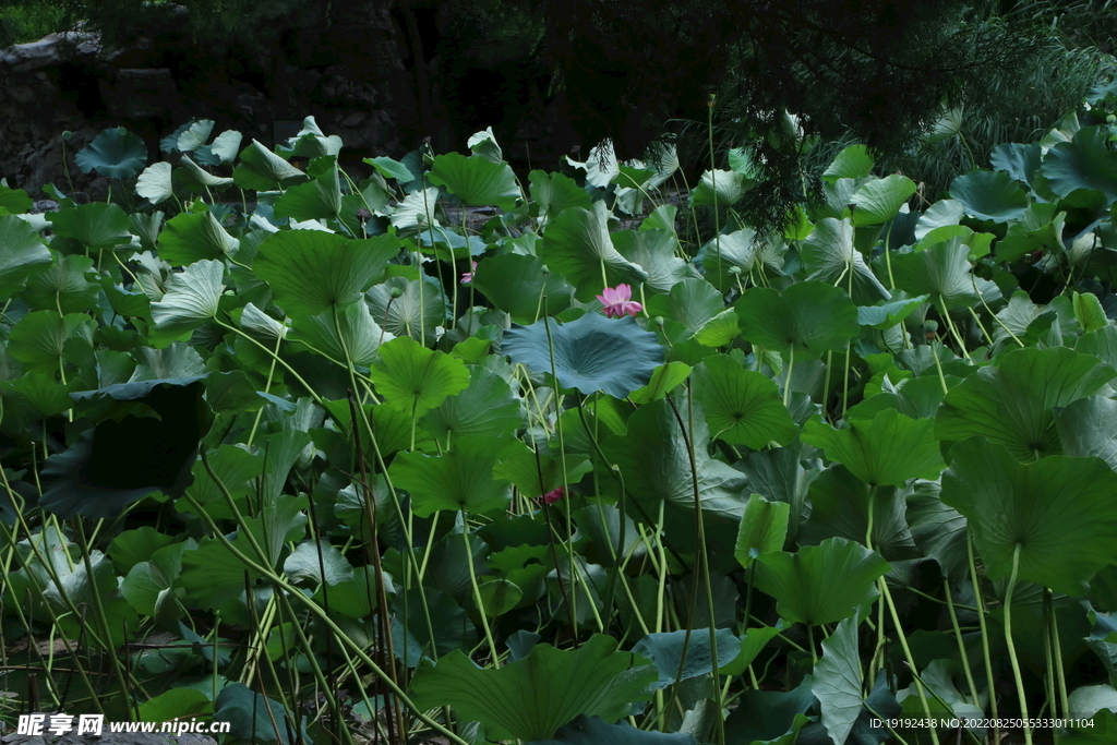 荷塘风景