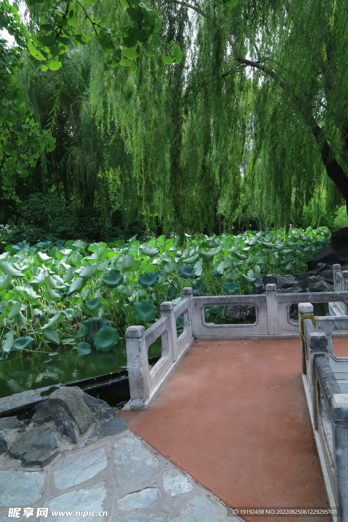 荷塘风景