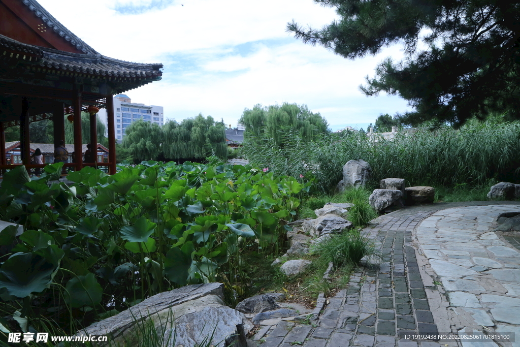 荷塘风景