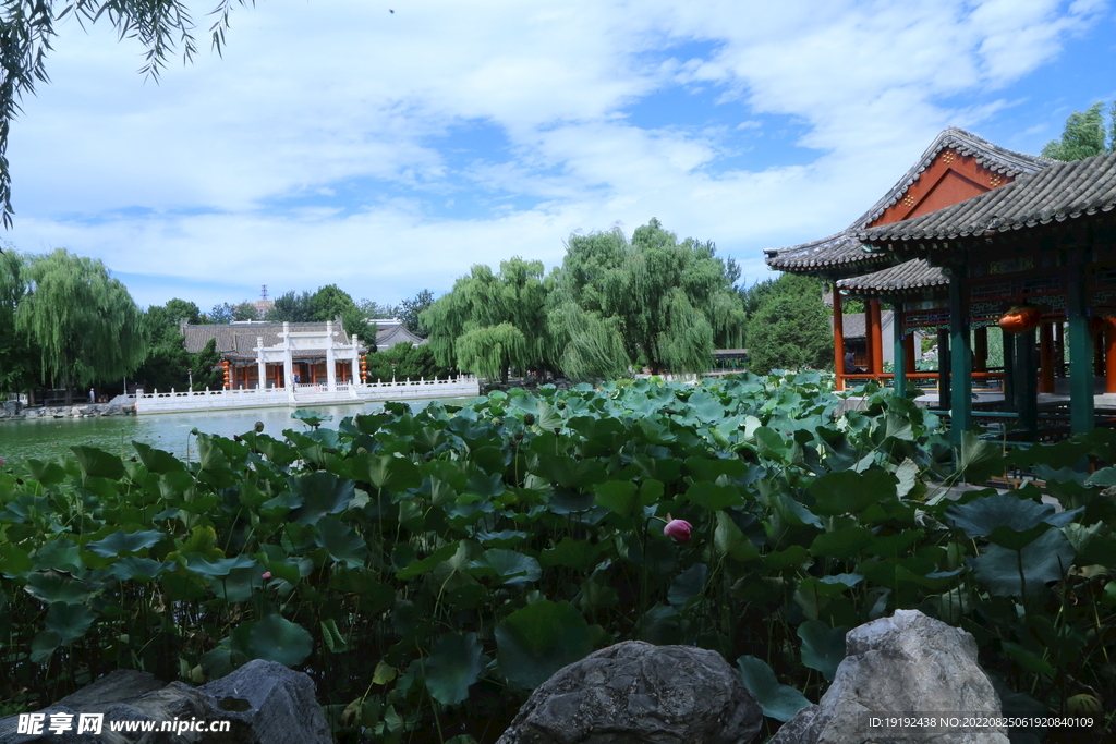 荷塘风景