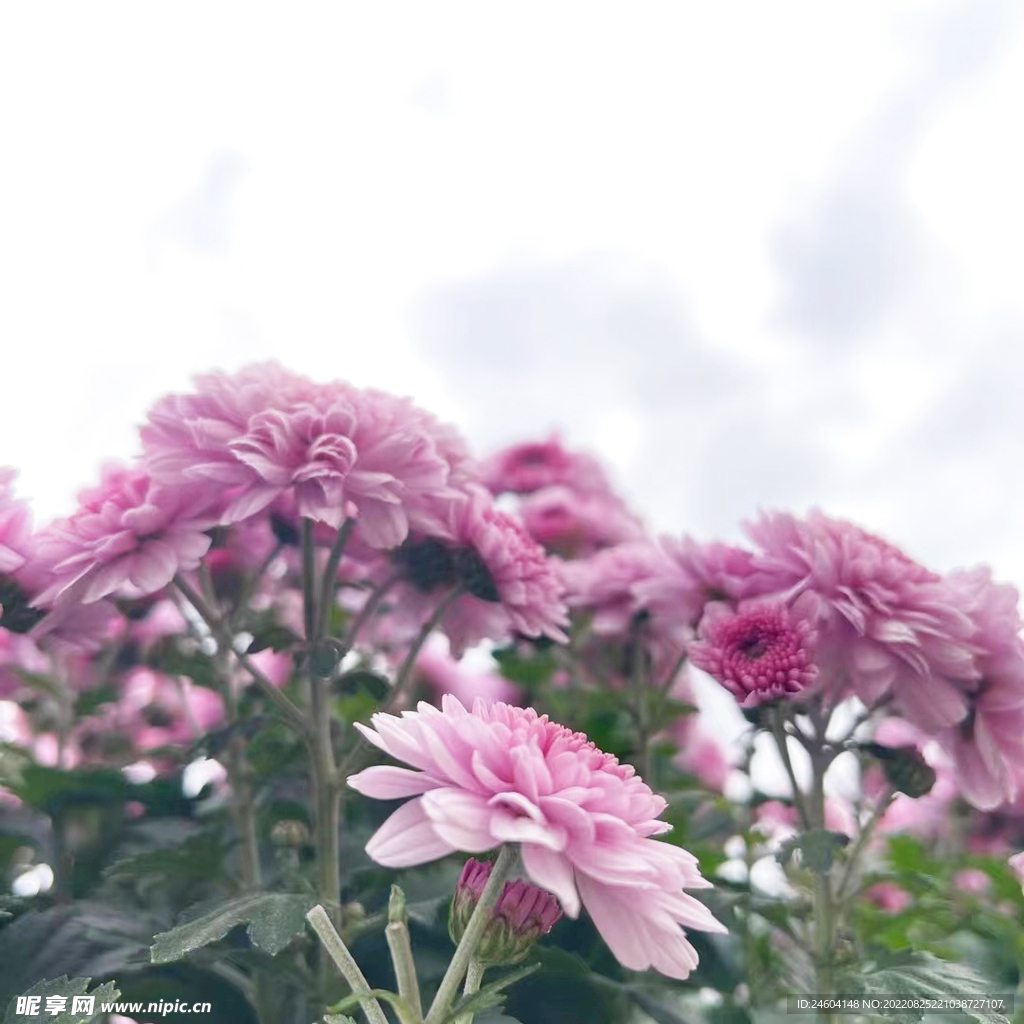 花