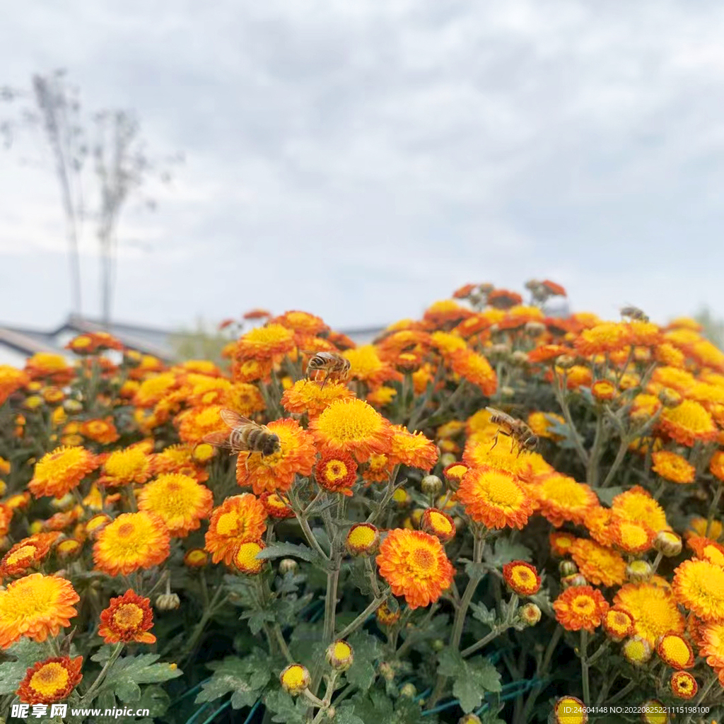 鲜花蜜蜂