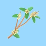 桂花