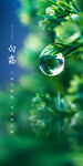白露节气海报