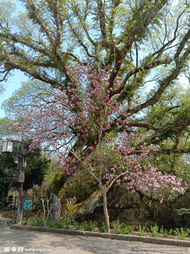 花树