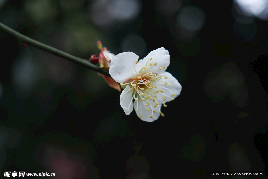 白色桃花花朵