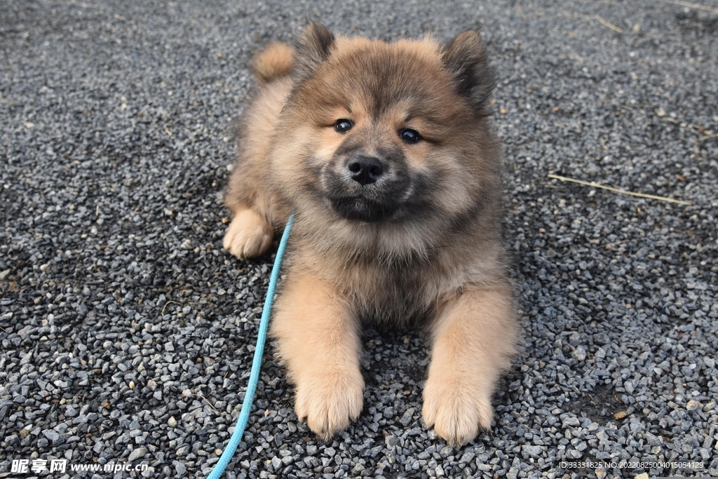 小狗