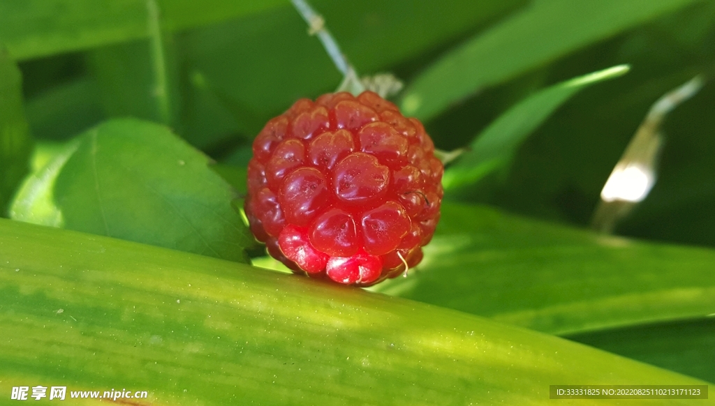  黑莓