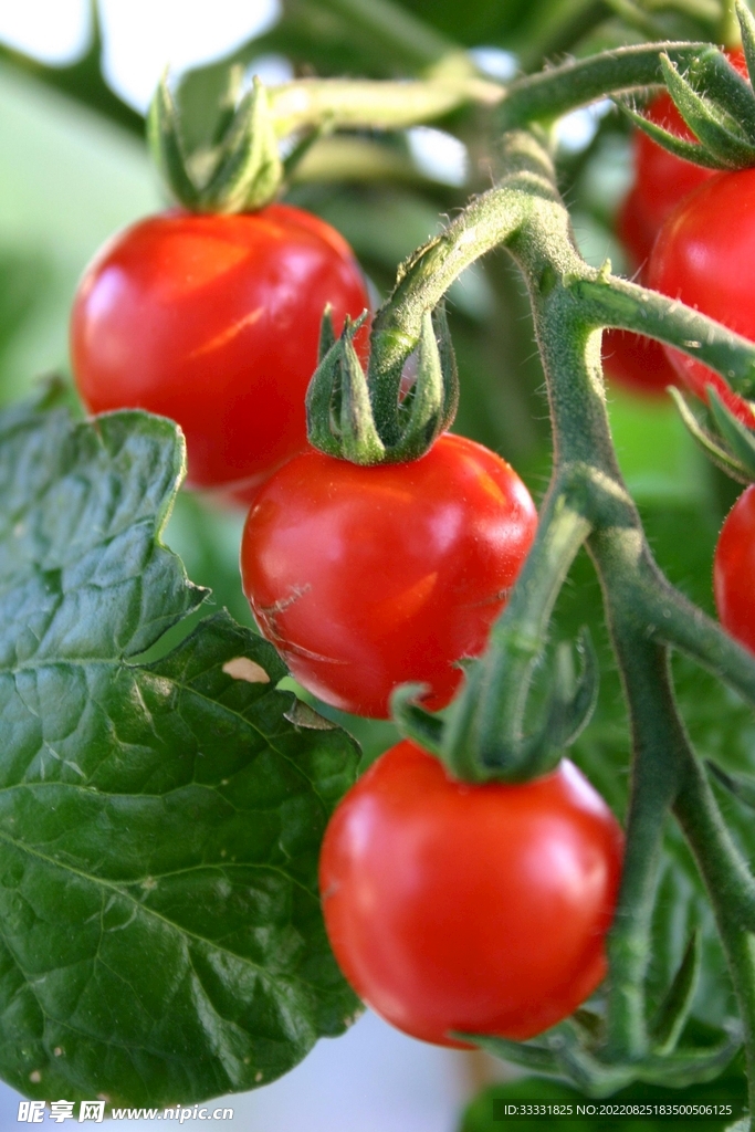 番茄