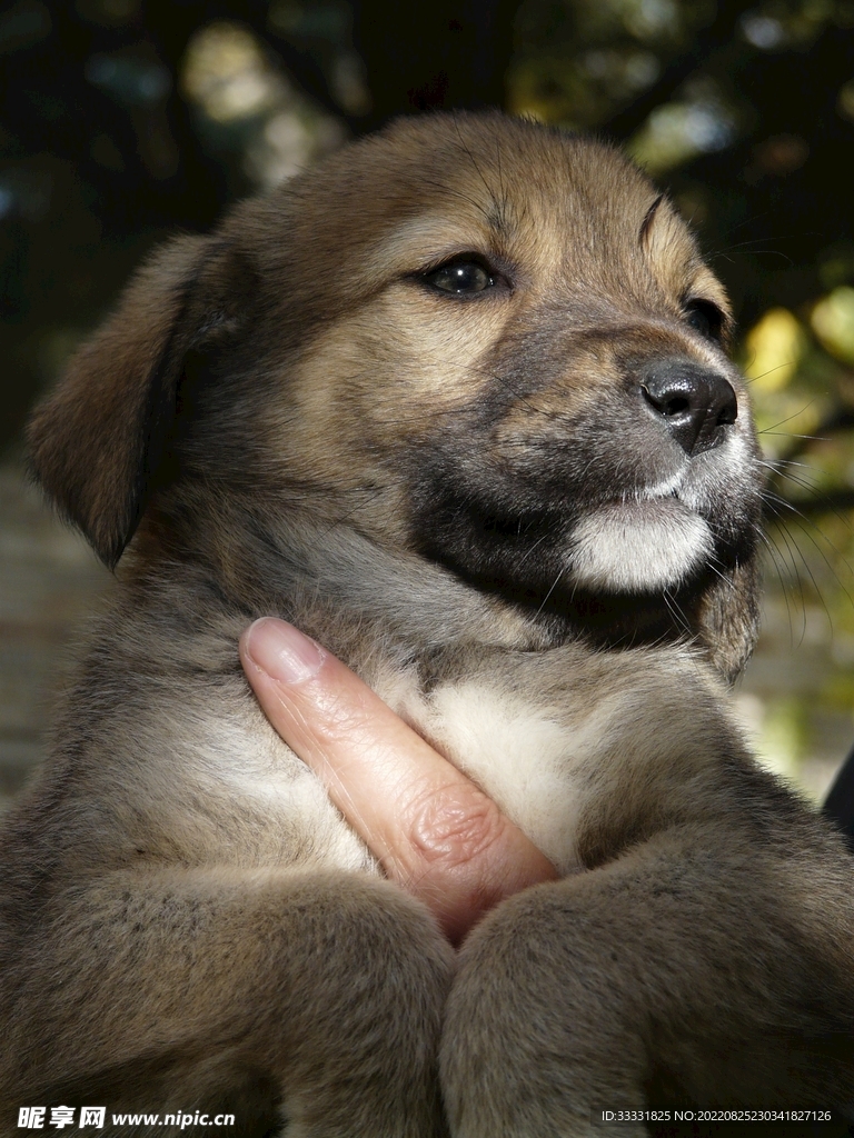 小狗