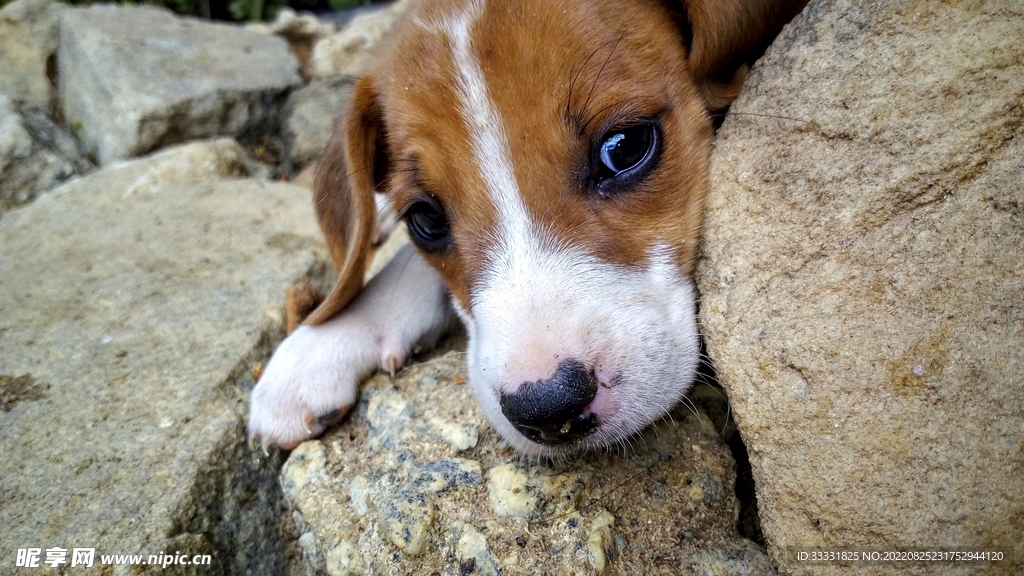 小狗