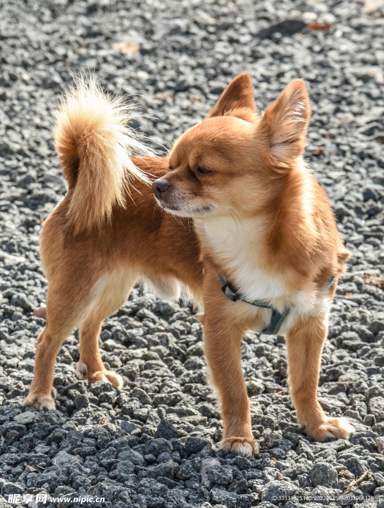 小狗
