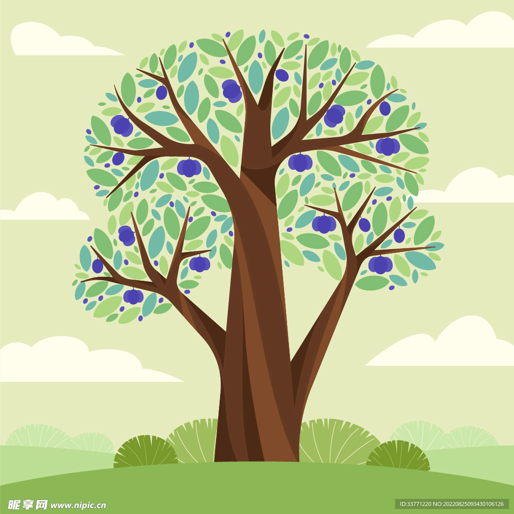扁平果树
