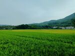 田园风光