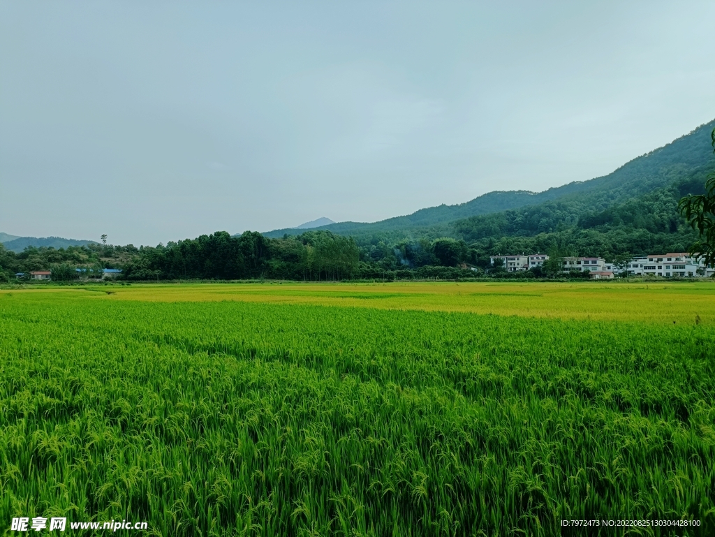 田园风光