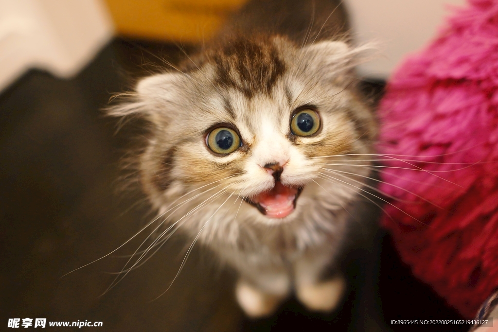 猫